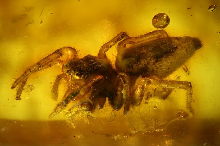 Fossil Jumping Spider (Araneae) In Baltic Amber - Rare #128285